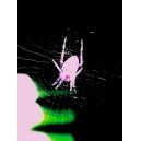 Pink spider